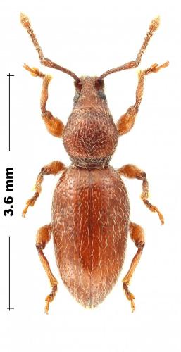 Stomodes gyrosicollis